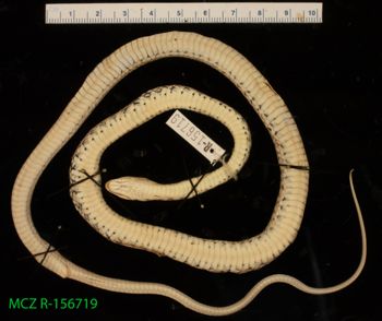 Media type: image;   Herpetology R-156719 Description: Specimen photo;  Aspect: whole body ventral